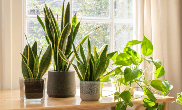 The-Most-Effective-Indoor-Plants-to-Purify-the-Air-at-Home-